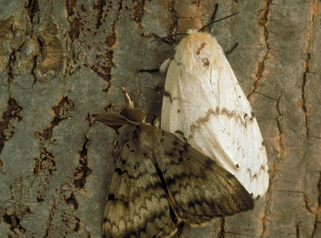 gypsy moth