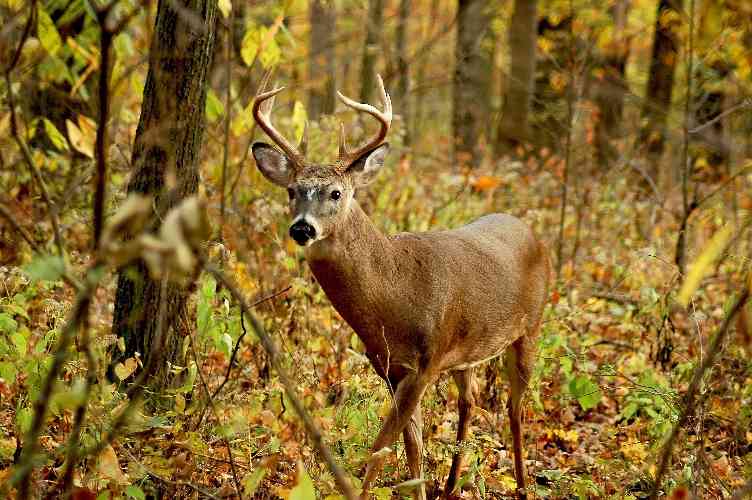 A beautiful white tailed buck steps through the autumn forest in Indiana