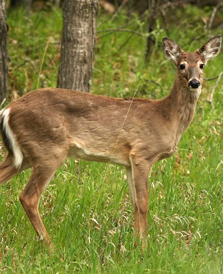 deer in woods