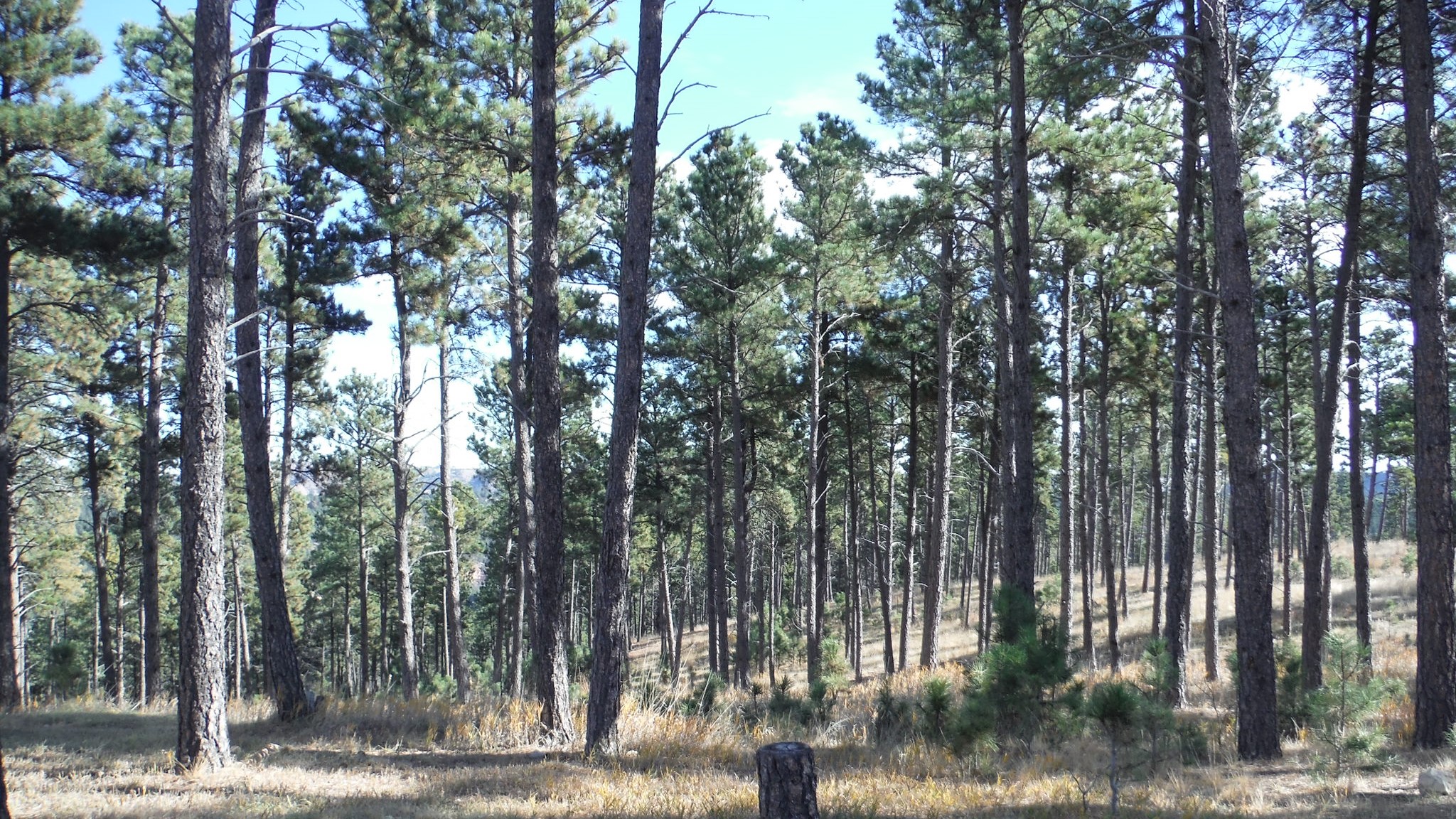 South Dakota Tree Farm Program
