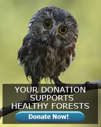 your donation protects American forests