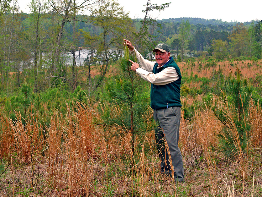 man planting tree seedling