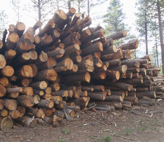 New and growing markets for certified wood in both Europe and the United States could increase demand for timber from Tree Farms.