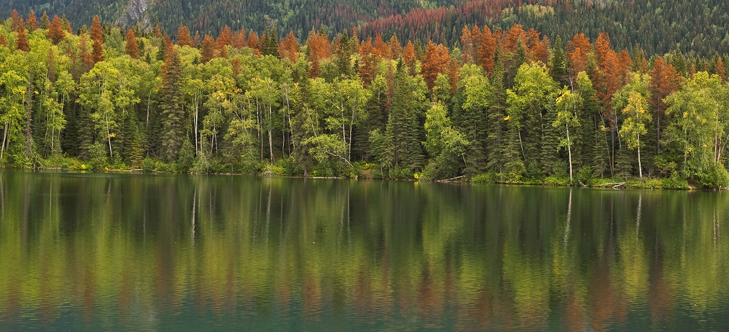 trees killed by beetle