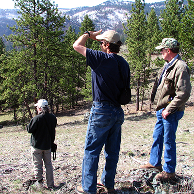 forester looking at trees