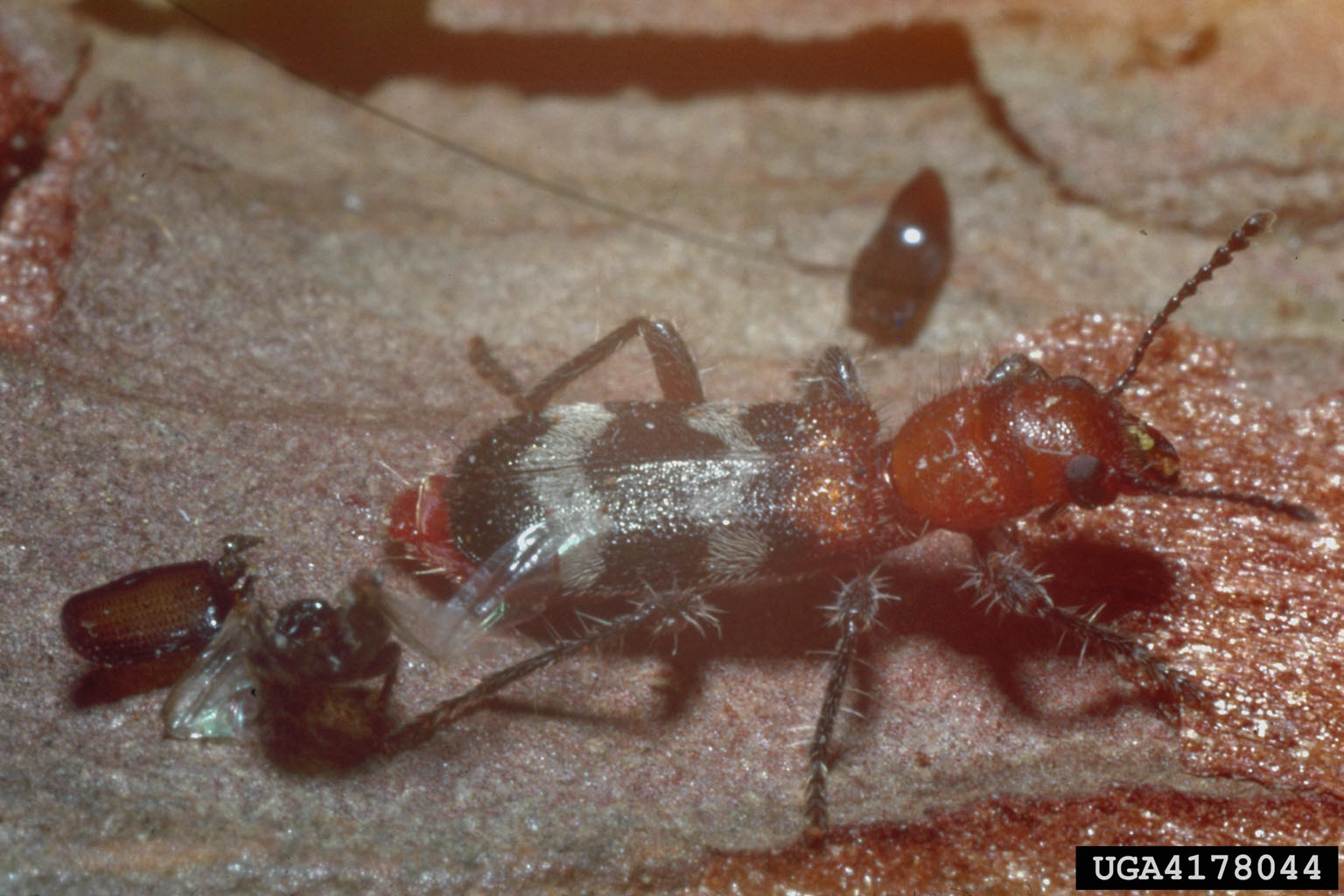 What is a pine borer beetle?