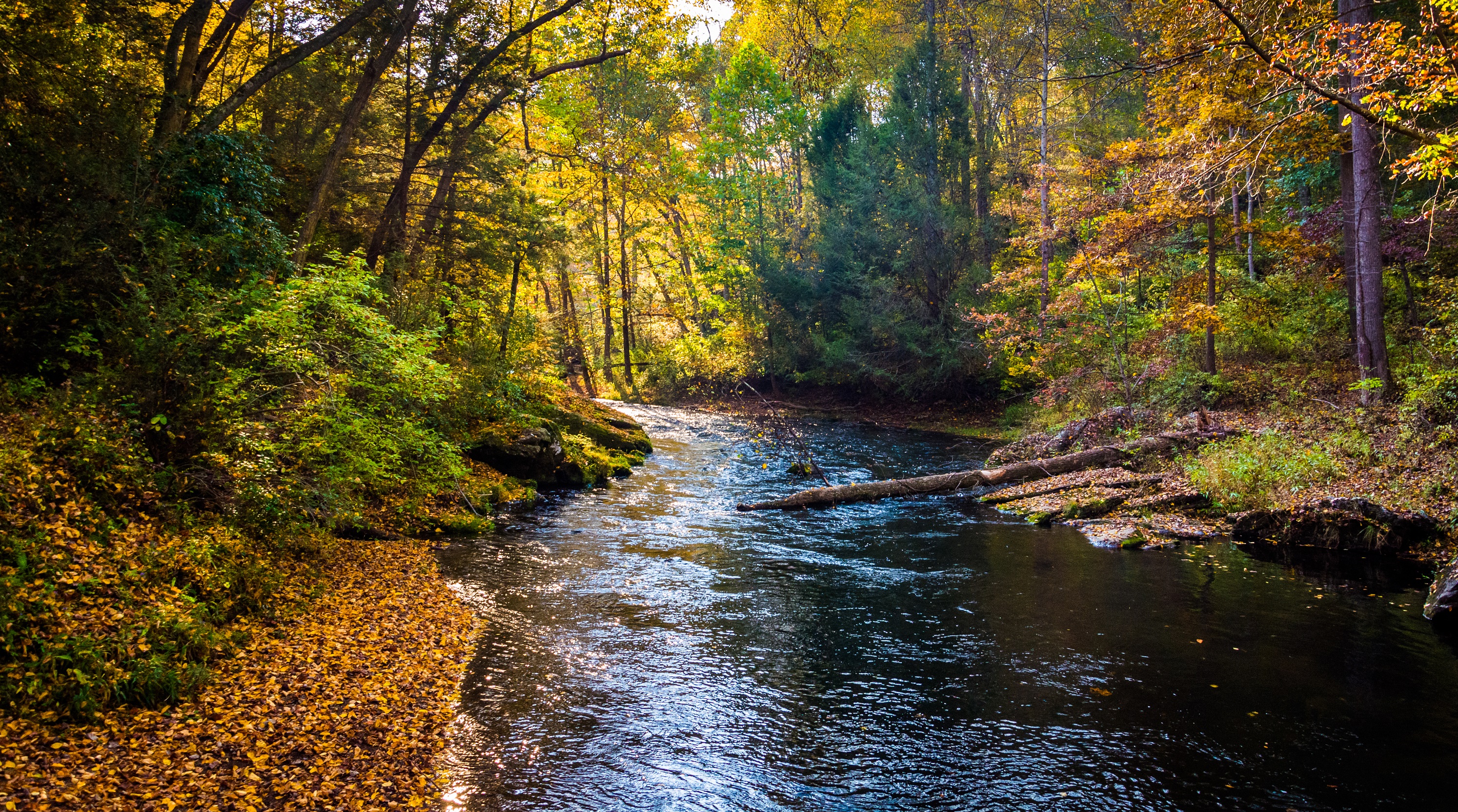 Forest Stream