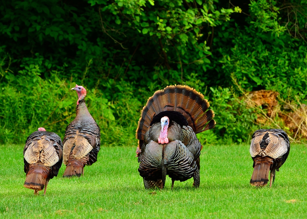 a gobble of turkeys