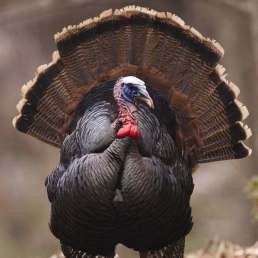 Tempting Turkeys to Your Woods