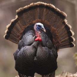Tempting Turkeys to Your Woods