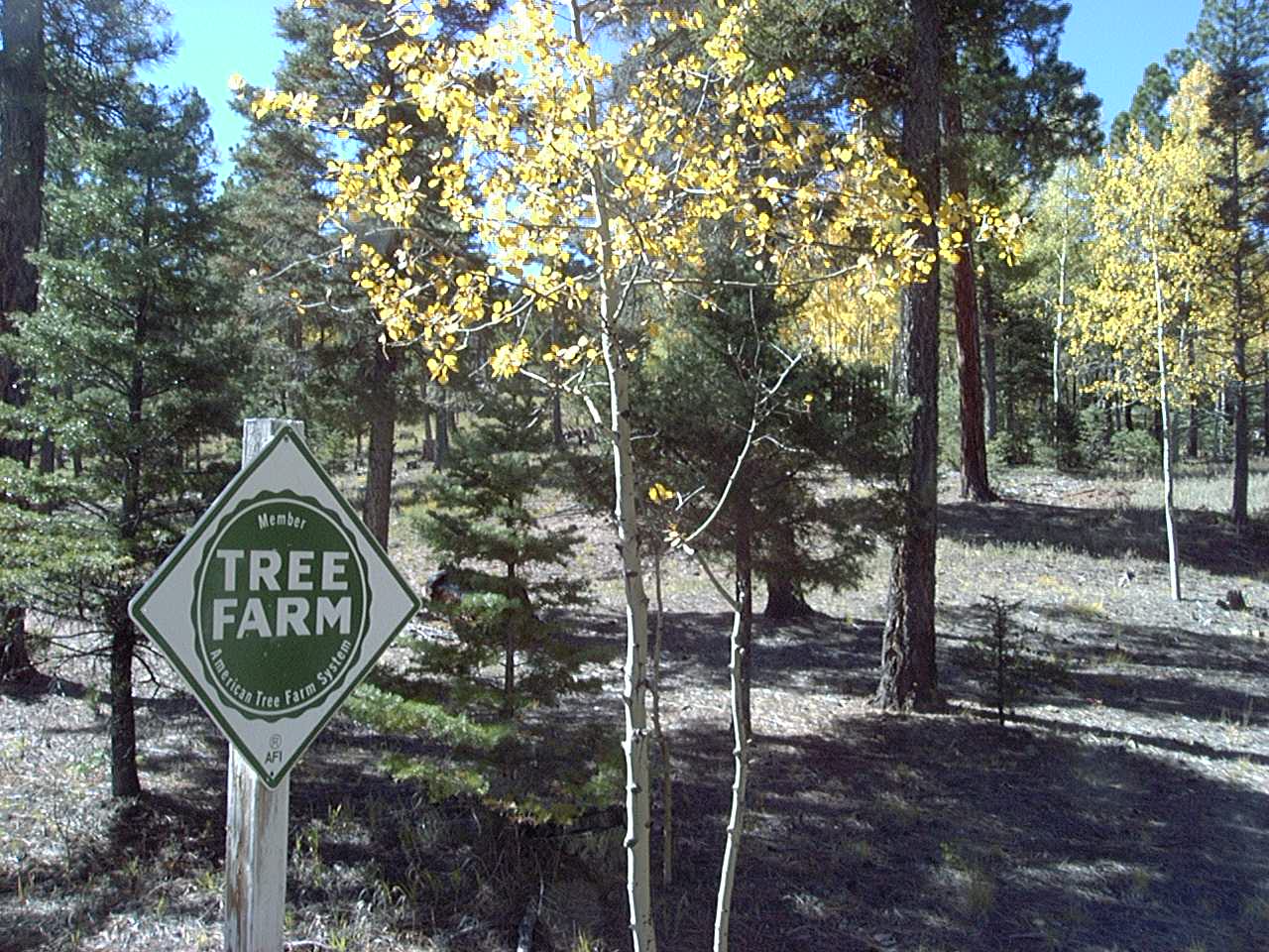 new mexico tree farm program