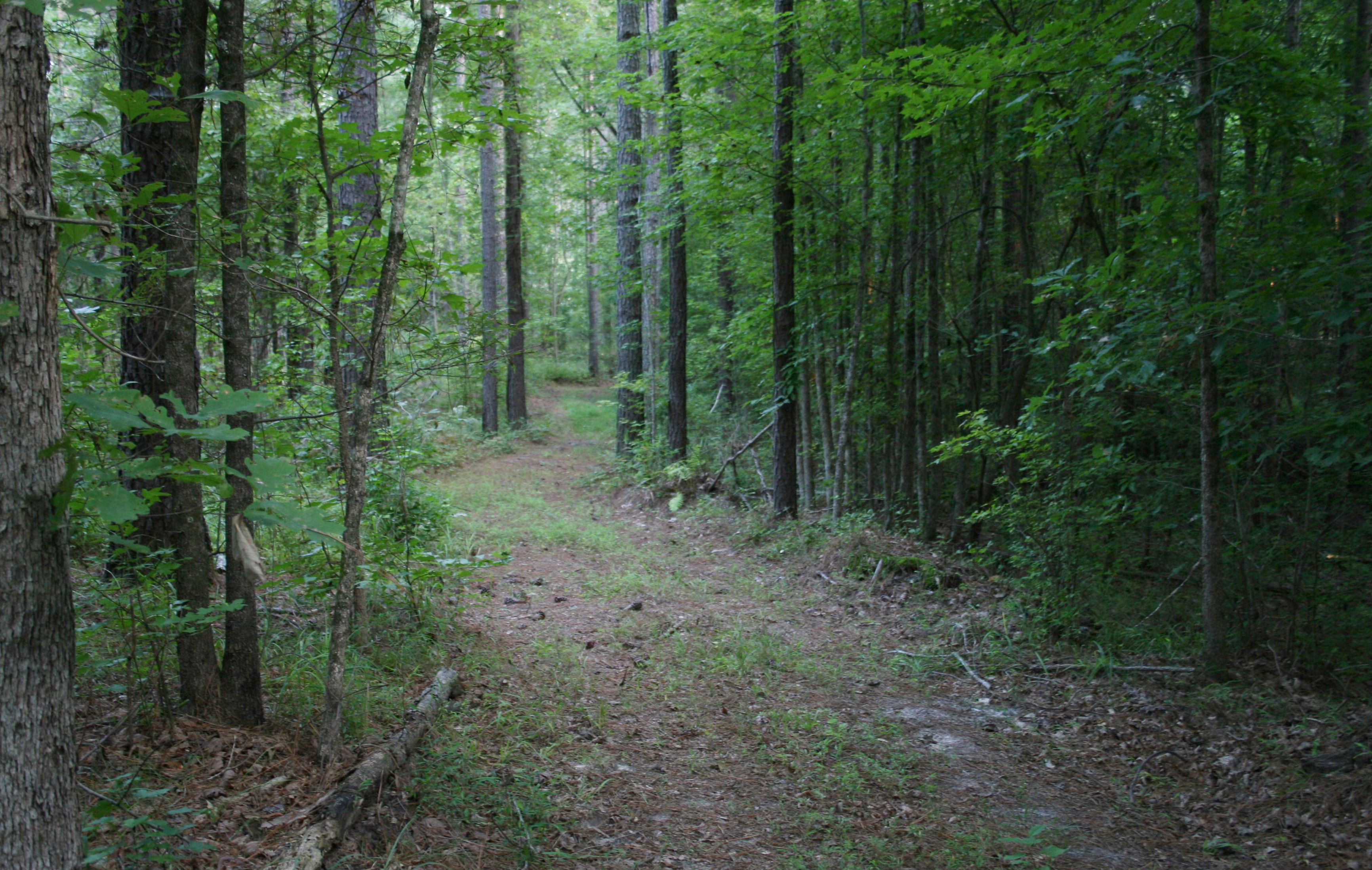 tree farms in nc choose and cut christmas trees boone nc tree farms in nc choose and cut christmas trees boone nc