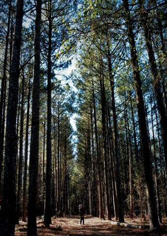 Granade tall trees