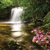 Expanding Forest Stewardship in North Carolina