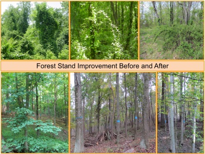 Regional Tree Farmers Of The Year Raul Chiesa And Janet Sredy Of Beckets Run Woodlands Pa