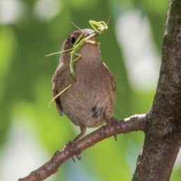 Watching and Aiding Migratory Birds