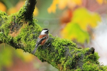 Chickadee