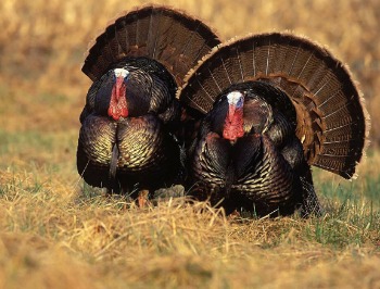 Turkeys