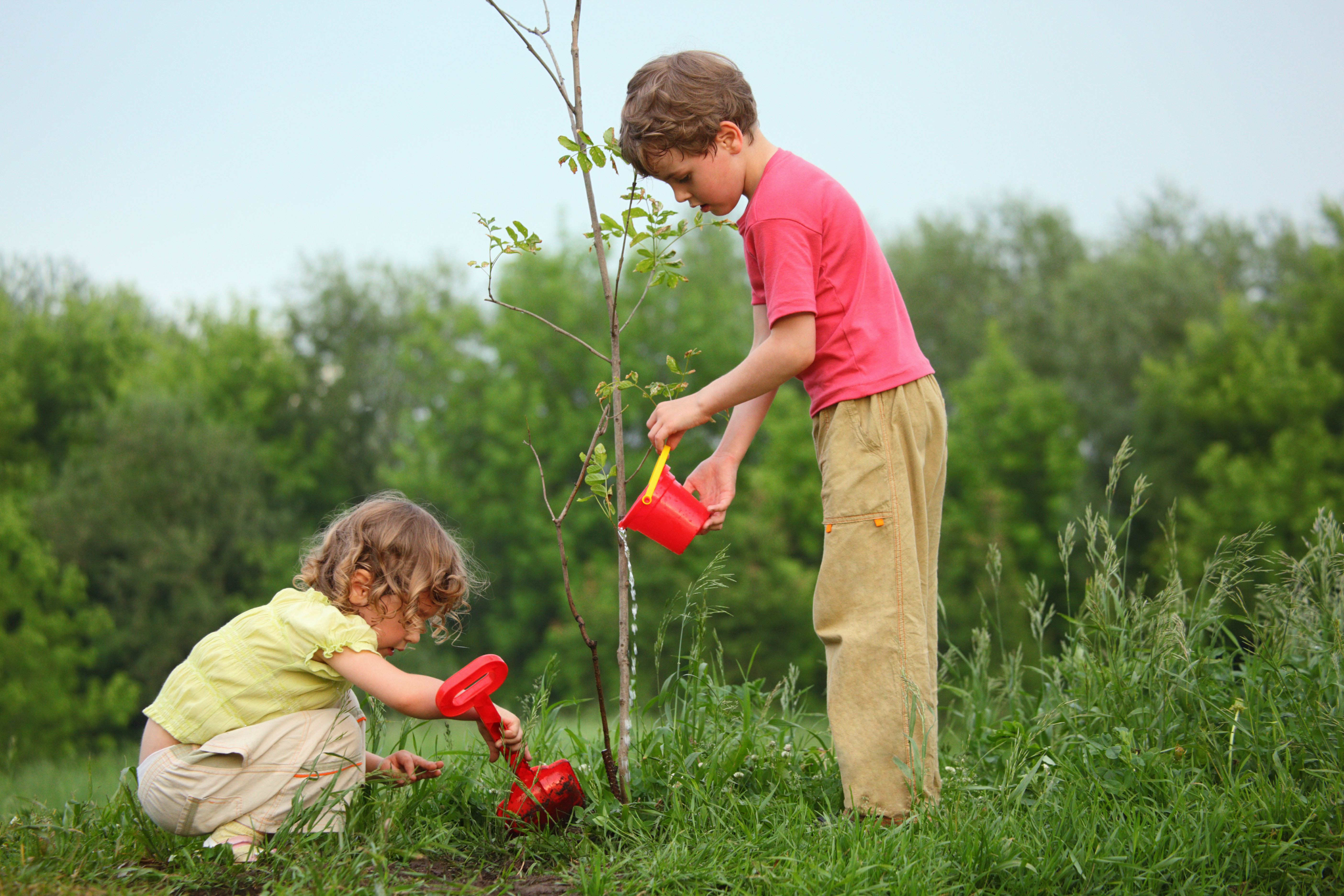 tree planting checklist