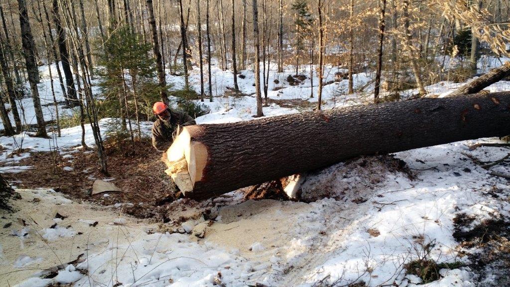 Wood on Russell's land