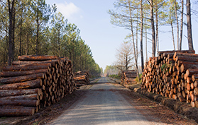 timber lining a road