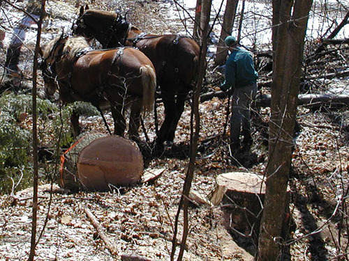 Andrew McFarlane Flickr Horse Logging