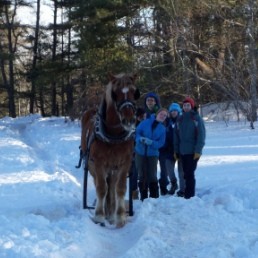 Bring Some Horsepower to Your Logging