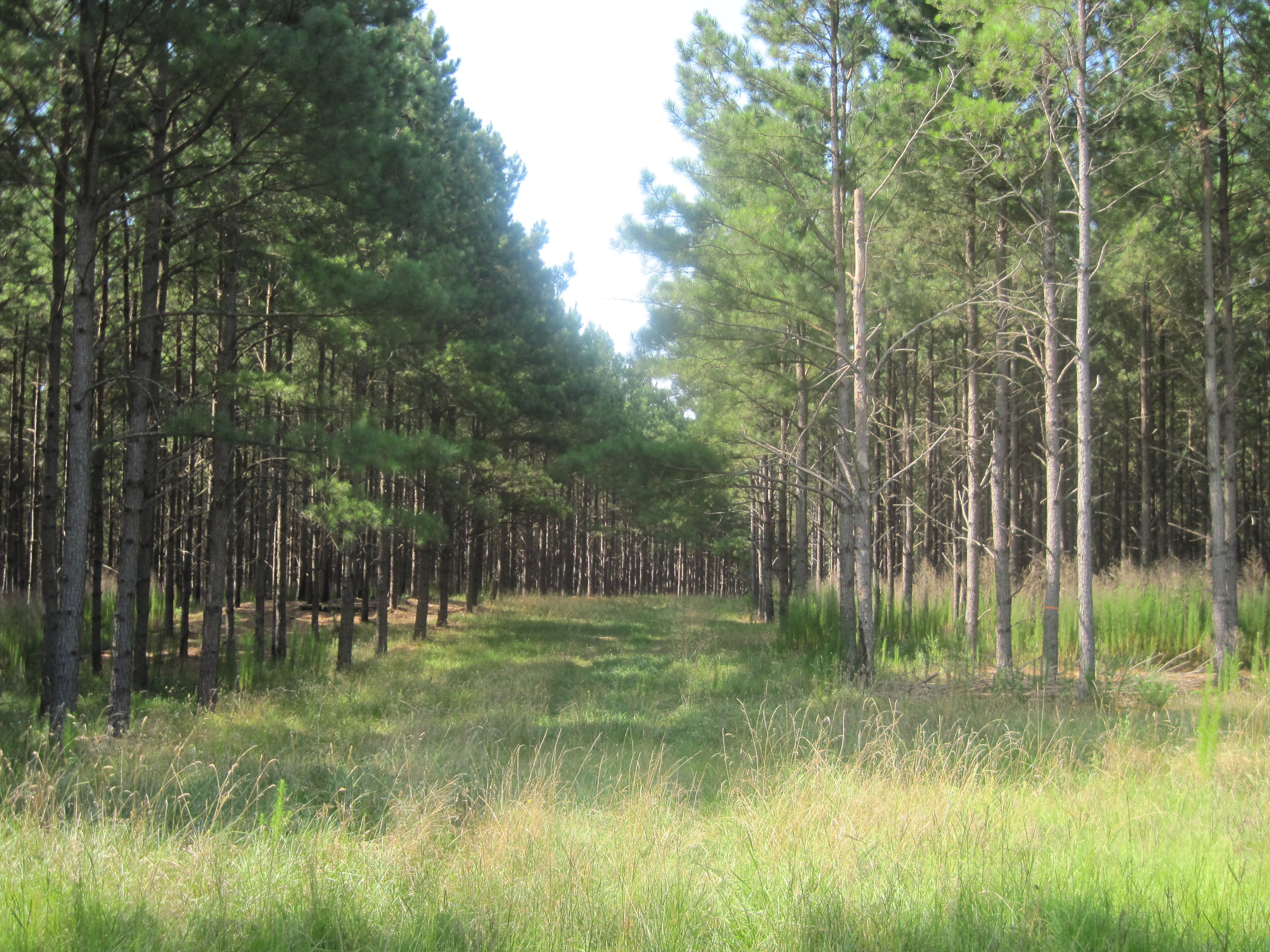 Jimmy's land in South Carolina