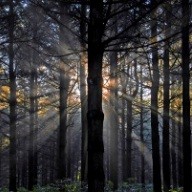 Winners of 2013 Tree Farm Photo Contest, Sponsored by STIHL, Inc.