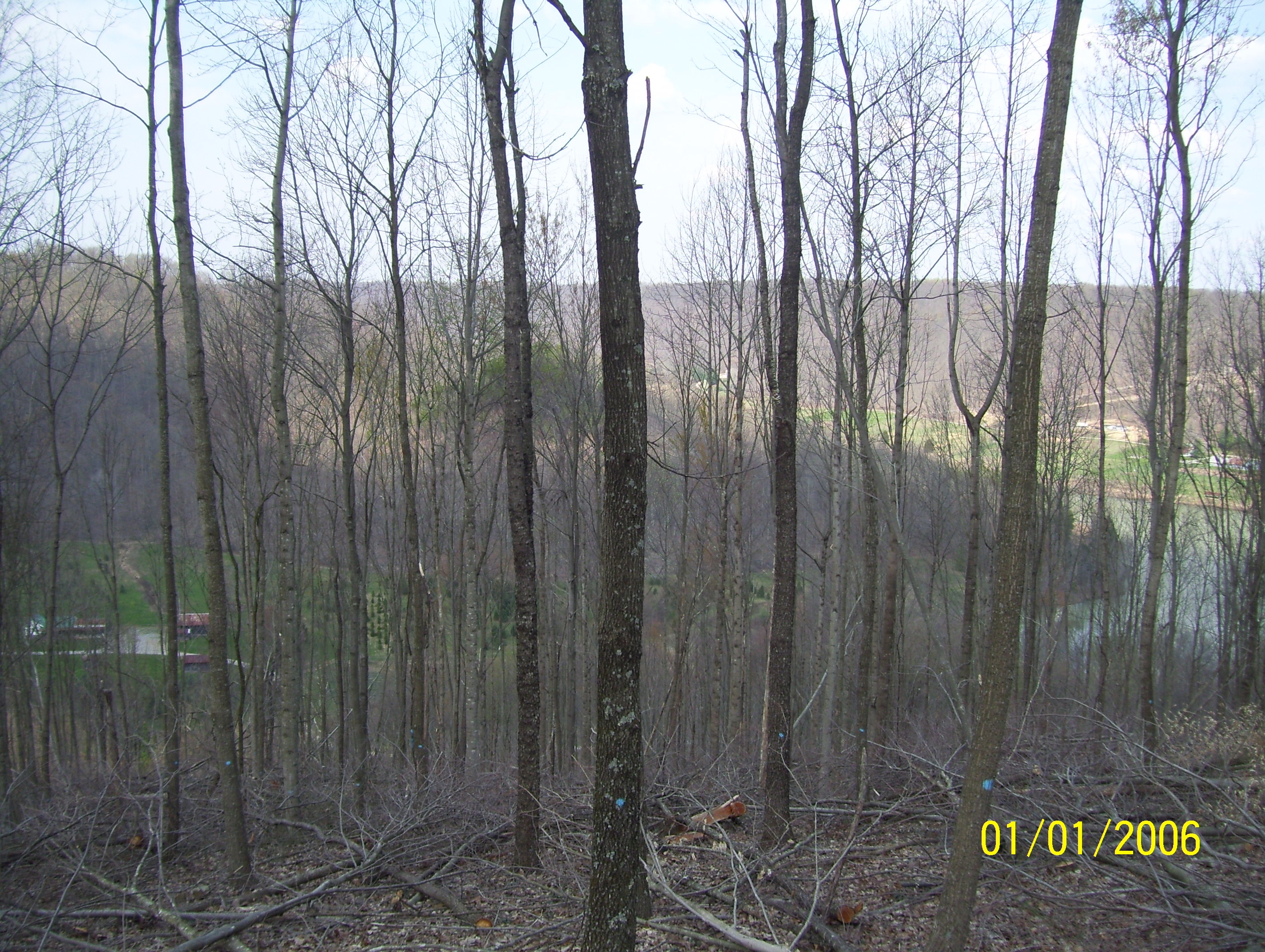 A crop tree release on Dr Loyd's property