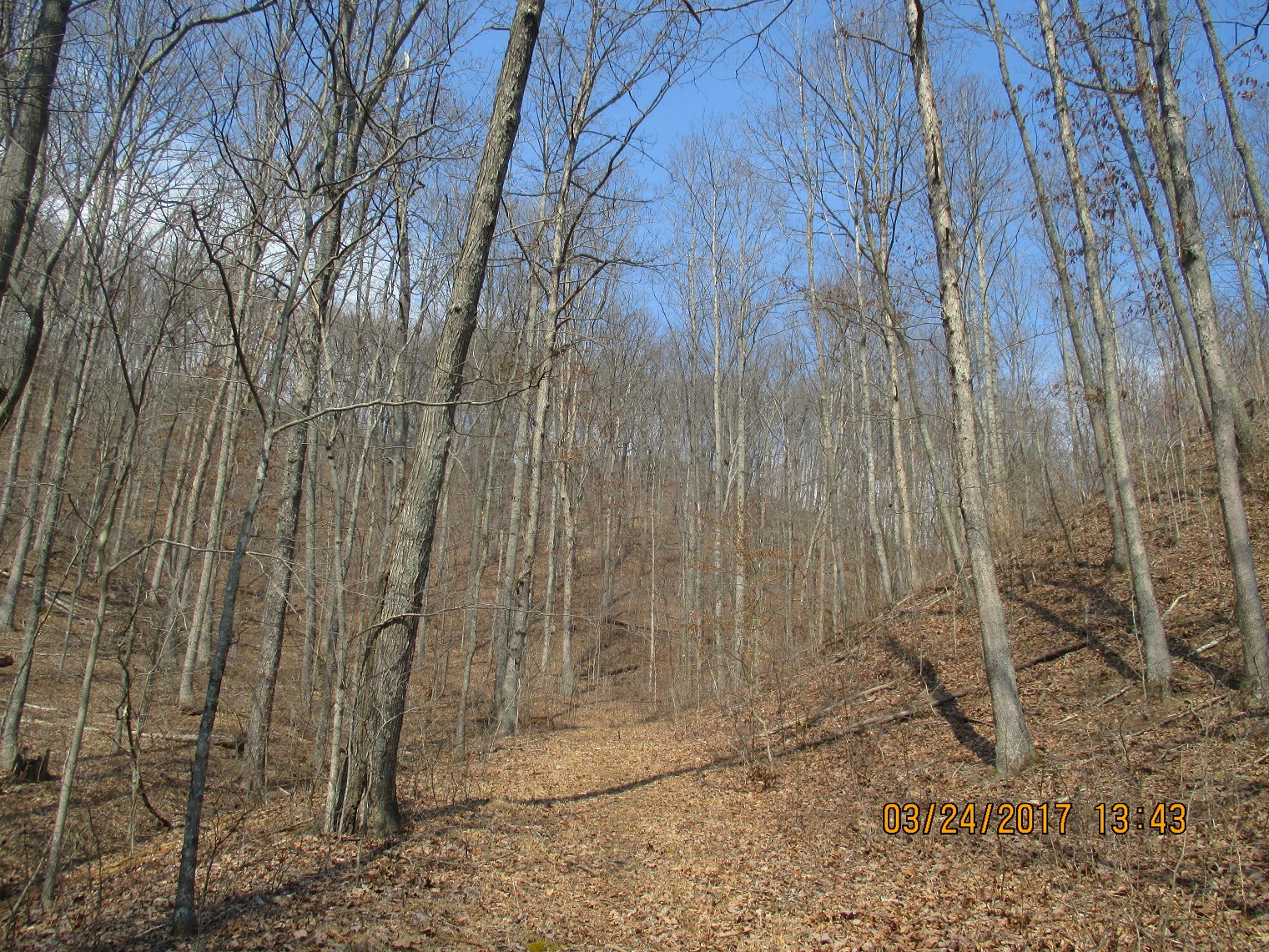 Managed hardwood stand